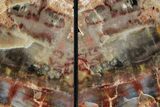 Tall Colorful Arizona Petrified Wood Bookends #382136-2